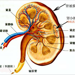 肾病医学的发展